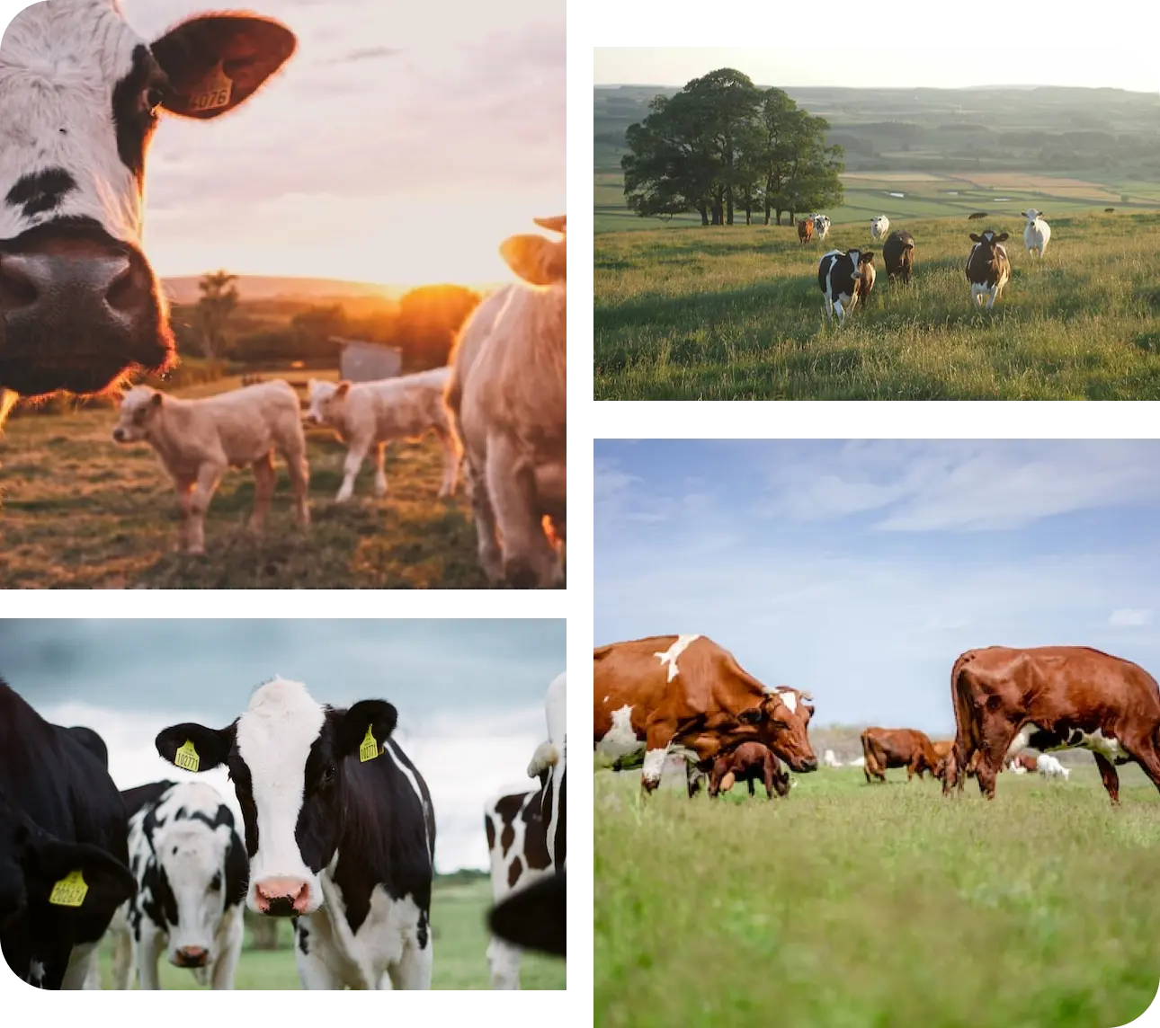 The Best of Calving and Calf Health