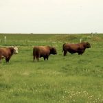 AUDIO: Reproductive diseases in cattle