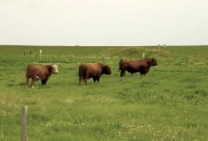 Study finds ergot has little effect on bull breeding soundness