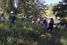 Riparian field schools outline the importance of riparian areas, plus how to identify and manage them through grazing.