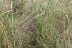 Green needle grass in a pasture of native prairie near Hanley, Sask. Plants function differently within diverse polycutures than monocultures.