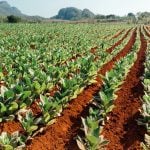 File photo of tobacco fields at Vinales in western Cuba. (Nikada/E+/Getty Images)