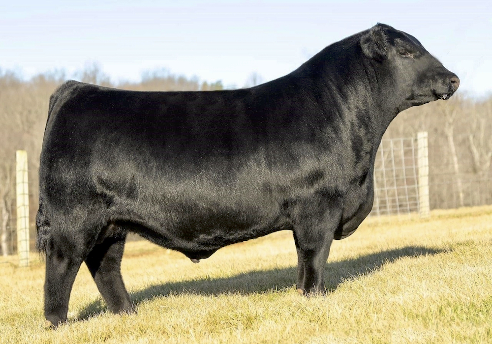 Buchanan’s Bruno C656 was crowned the 2022 Ontario Angus Association Show Bull of the Year. Co-owned by Rolling Meadows Cattle Co. and IRCC Cattle Co.