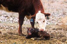A beef specialist with Iowa State University Extension and Outreach says producers should try to keep calving areas well drained.