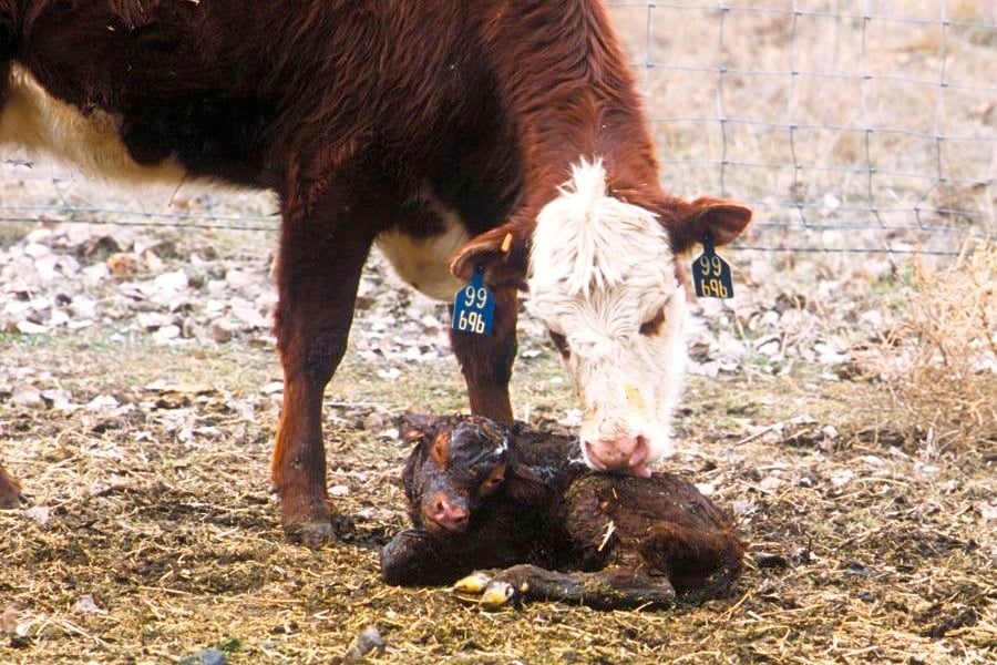A beef specialist with Iowa State University Extension and Outreach says producers should try to keep calving areas well drained.