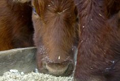 Lower feed grain prices to drive feeder market higher