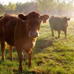 Canadian Simmental Association hosts world congress, plus Shorthorn association news