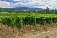 A vineyard at Naramata in B.C.’s Okanagan Valley. (File photo by Dave Bedard)
