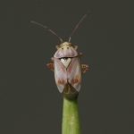 An adult lygus bug. (Photo courtesy Canola Council of Canada)