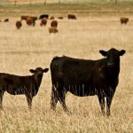 Grafting an orphan calf onto another cow helps the calf on pasture.