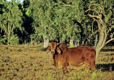 Brahman cattle are a very common breed in Australia. They are resistant to insects due to their thick skin and the animal’s hump is made up of tissue that stores water.