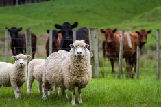 cattle and sheep