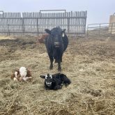 A protective cow stands over her calf. The Griswolds’ cows crossed the line from protective to down- right aggressive, making on-farm vet calls challenging.
