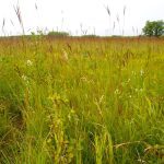The deep roots in many forage plants significantly improve soil structure and soil moisture absorption and retention.