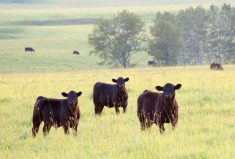 Finding a forage to fit your farm