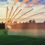 A large sprinkler waters a crop of carrots during dry conditions. The Nova Scotia Federation of Agri- culture is connecting livestock and vegetable producers to graze cropland.