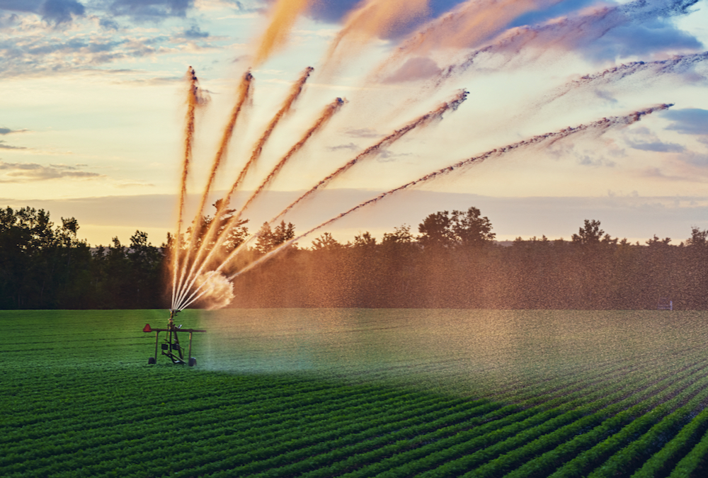 A large sprinkler waters a crop of carrots during dry conditions. The Nova Scotia Federation of Agri- culture is connecting livestock and vegetable producers to graze cropland.