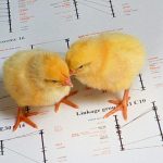 File photo of chicks on a genetic map of a chicken. (Peggy Greb photo courtesy ARS/USDA)
