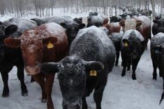 cow herd in aspen