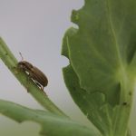 Pea leaf weevil. (Alberta Agriculture photo)