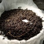 Dung beetles recovered from one dung-baited pitfall trap operated for one week in September on native grassland in southern Alberta, Canada. Contents include 5,069 Chilothorax distinctus, 20 Onthophagus nuchicornis, 15 Aphodius pedellus, nine Melinopterus prodromus, and one Canthon praticola.
