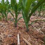 Soil cracks around corn plants below knee-high at Manchester Township, about 130 km west of Philadelphia in southern Pennsylvania, on June 6, 2023. (Photo: Paul Kuehnel/USA Today Network via Reuters)