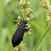 A black blister beetle feeds on weed seeds.