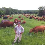 The Judys run between 350 and 500 head of South Poll on their farm near Rucker, Missouri.