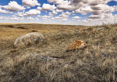 Largest conservation project in Canada underway