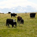 Making the most of available forage