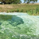 Cyanobacteria, also known as blue-green algae, can produce toxins that are harmful to livestock, wildlife and people.