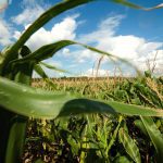 Hot weather is posing a threat to corn crops in the U.S. Photo: Thinkstock