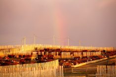 Feeder cattle market functions to encourage expansion