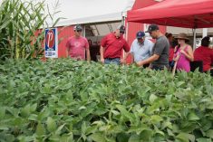 People visit crop plots at Discovery Farm Woodstock during Canada’s Outdoor Farm Show. Photo: Canada’s Outdoor Farm Show