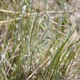 Pasture sage on a sandy hillside near Olds, Alta. There’s movement to create voluntary markets for environmental services provided by ranchers, but attempts to introduce mandatory environmental accounting standards worry industry leaders.