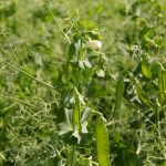 Field peas. (Lisa Guenther photo)