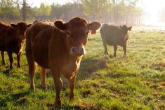 Genomic tool identifies hybrid vigour levels in cattle