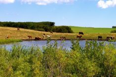 cattle drinking water at a dugout
