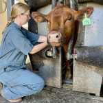 Dr. Emily Snyder collects blood samples every three weeks from 82 healthy cattle to determine normal serotonin levels as part of her research into a deadly lung condition.