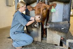 Dr. Emily Snyder collects blood samples every three weeks from 82 healthy cattle to determine normal serotonin levels as part of her research into a deadly lung condition.