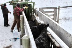 Producers vaccinating calves before weaning.