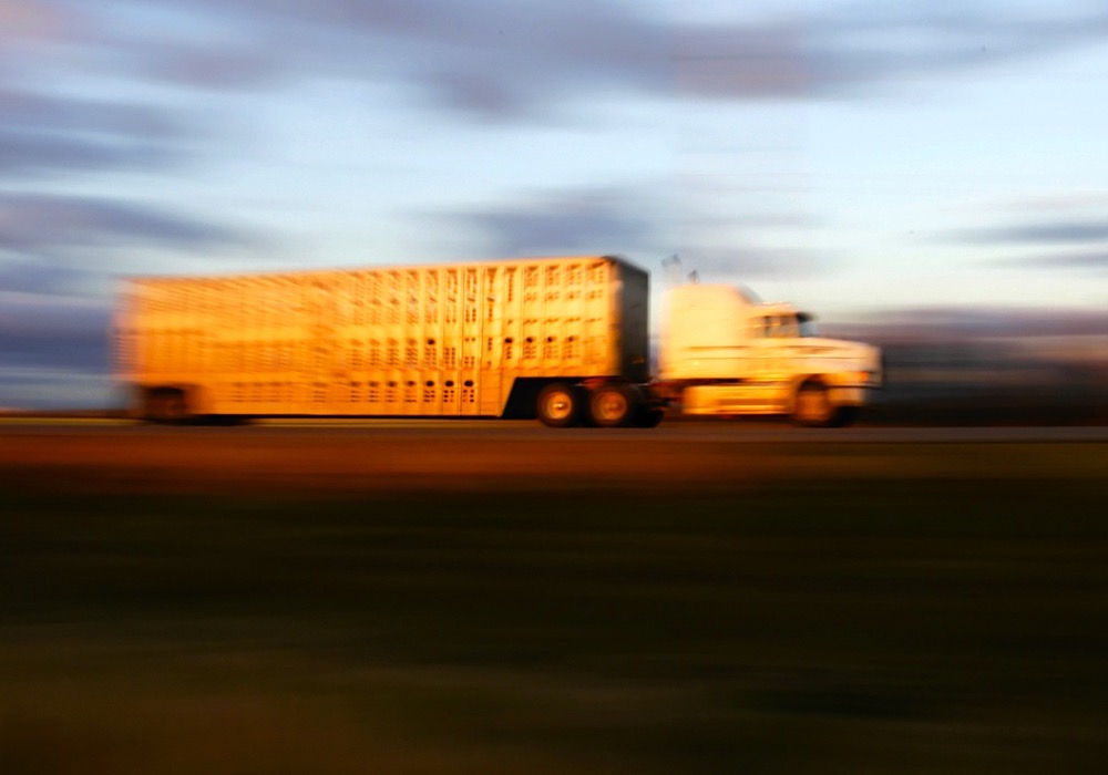 “…putting in these really strict hours of service regulations has handcuffed the trucking industry and the markets, especially in the fall run. I don’t know how we’re ever going to get all the cattle moved.” – Rick Wright, Livestock Markets Association of Canada.