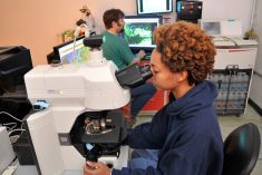 swine fever virus research USDA