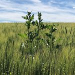 File photo of a thistle plant in a wheat crop. (Dave Bedard photo)