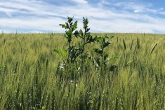 File photo of a thistle plant in a wheat crop. (Dave Bedard photo)
