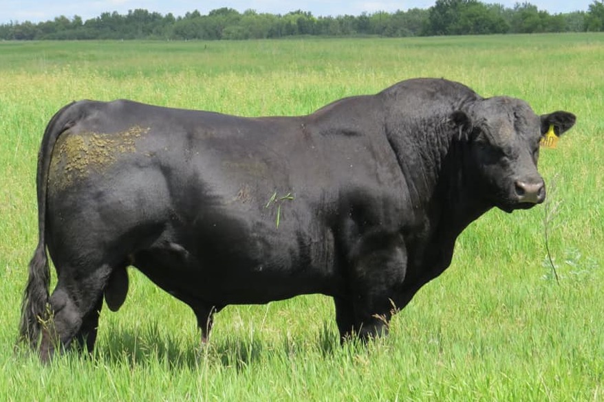 Brent Lonker looks for bulls that are more heavily muscled on the front.