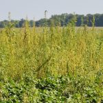 File photo of palmer amaranth — the taller yellowish plants — infesting a U.S. cotton field. (Photo courtesy ARS/USDA)