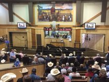 Calves in the ring at Perlich Bros. Auction Mart.