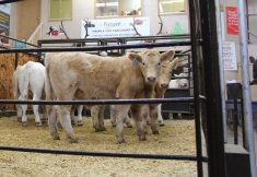 Calves in the auction mart in the fall.