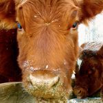 Production uncertainty drives feed grain markets